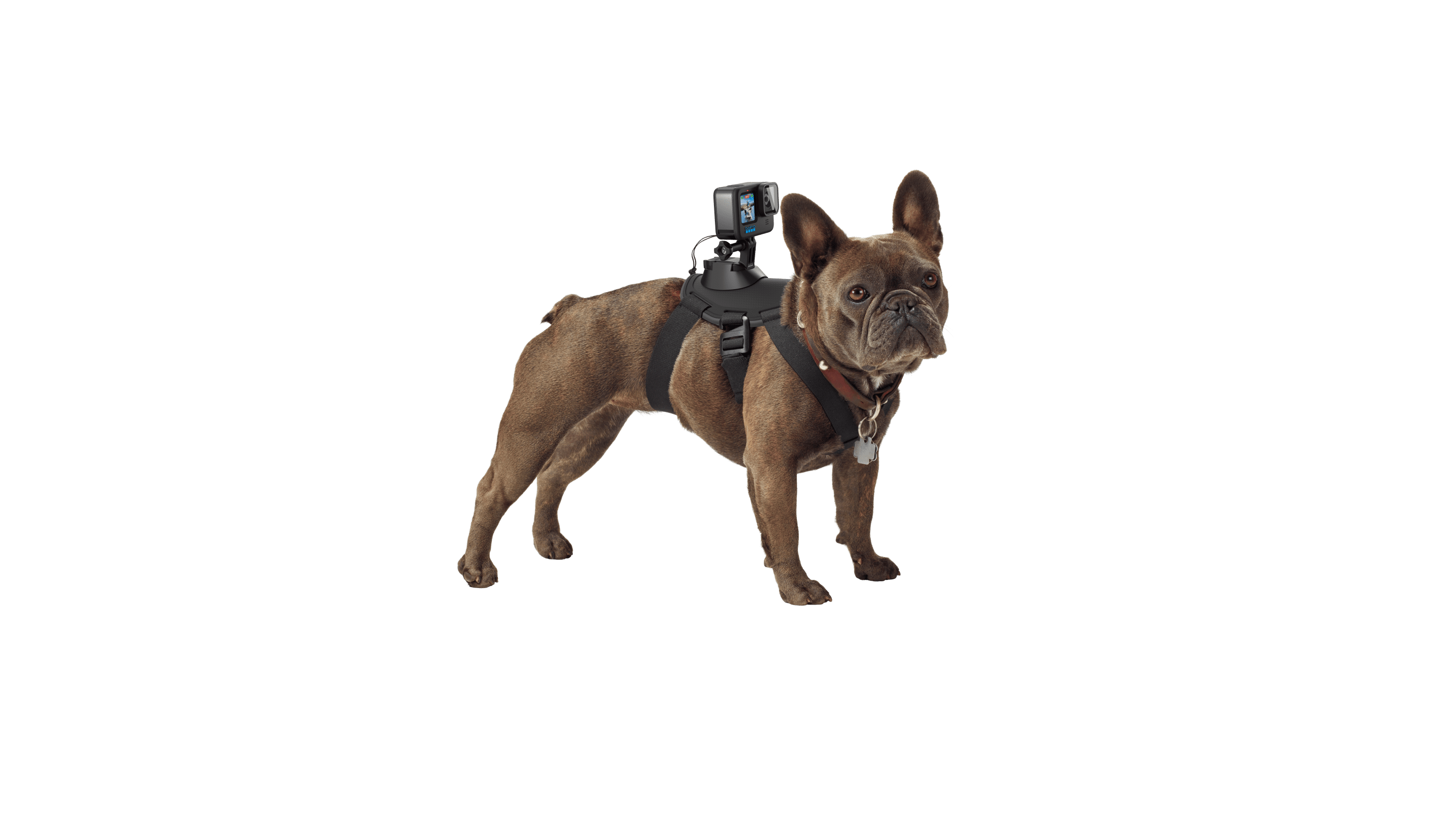 Fetch Dog Harness Dog POV Camera Mount GoPro