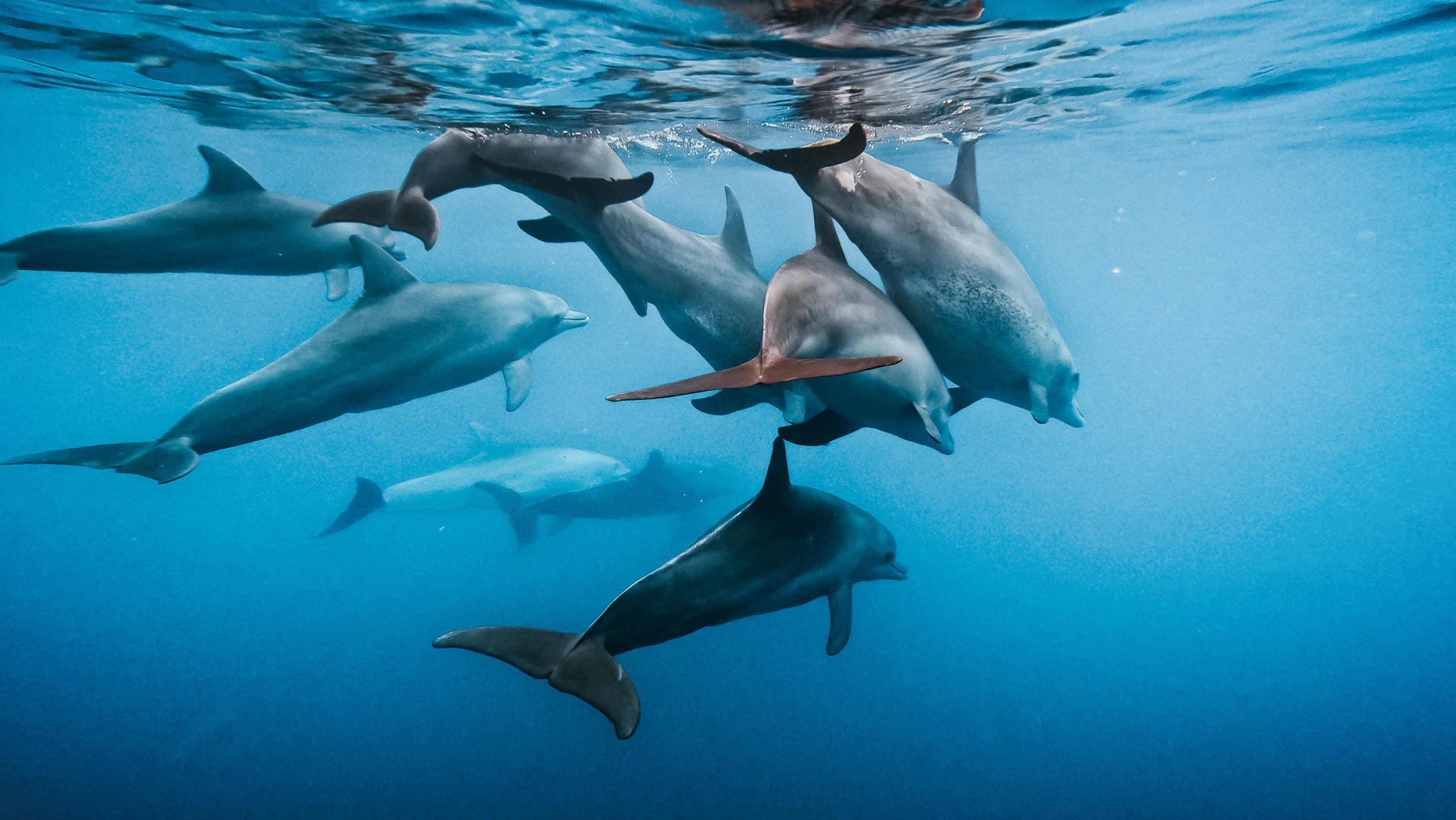Toma de delfines de una cámara de acción GoPro bajo el agua