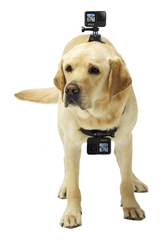 Fetch - Dog Camera Mount Harness | GoPro