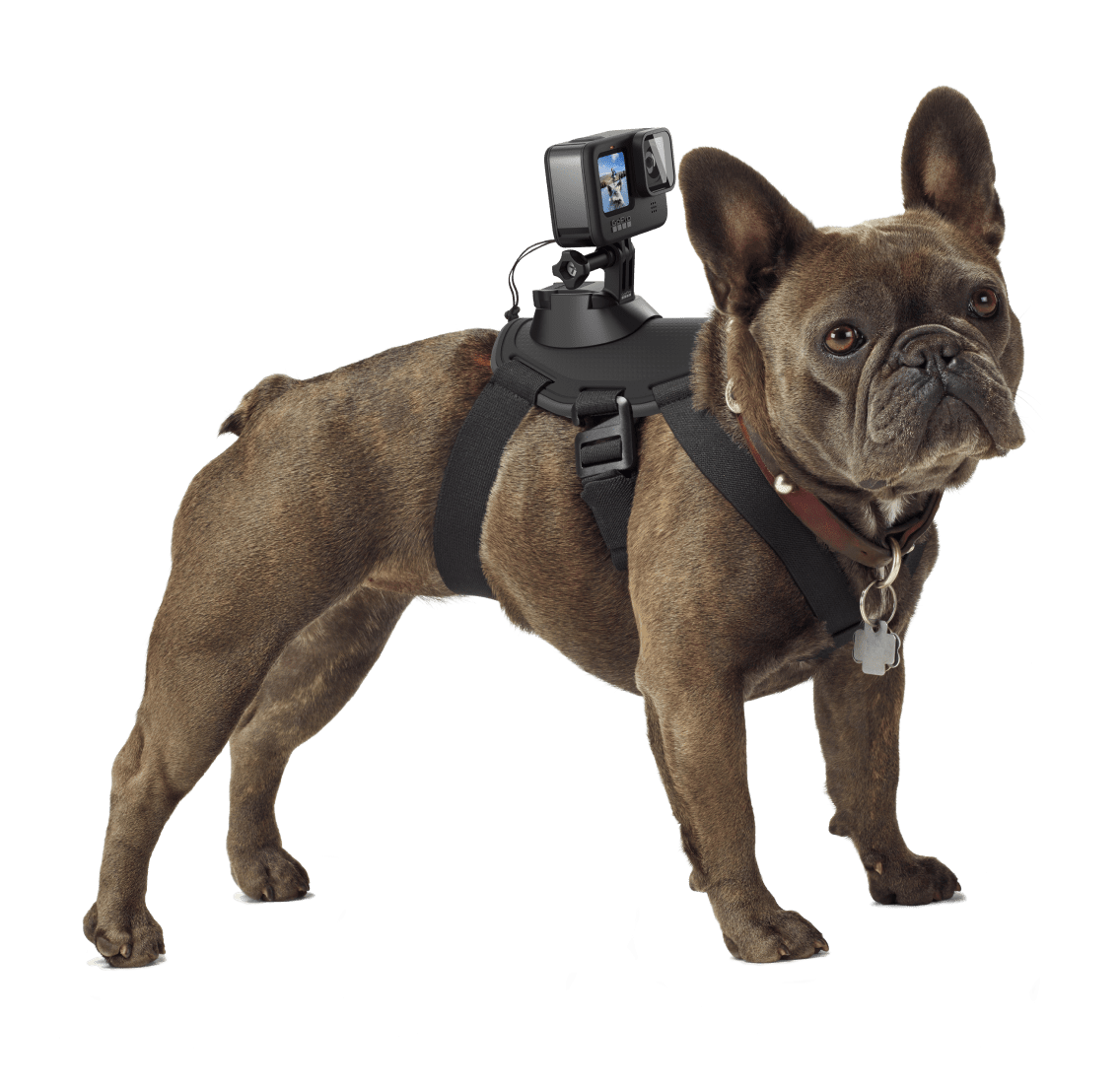 Fetch Dog Camera Mount Harness GoPro fetch-dog-camera-mount-harness-gopro