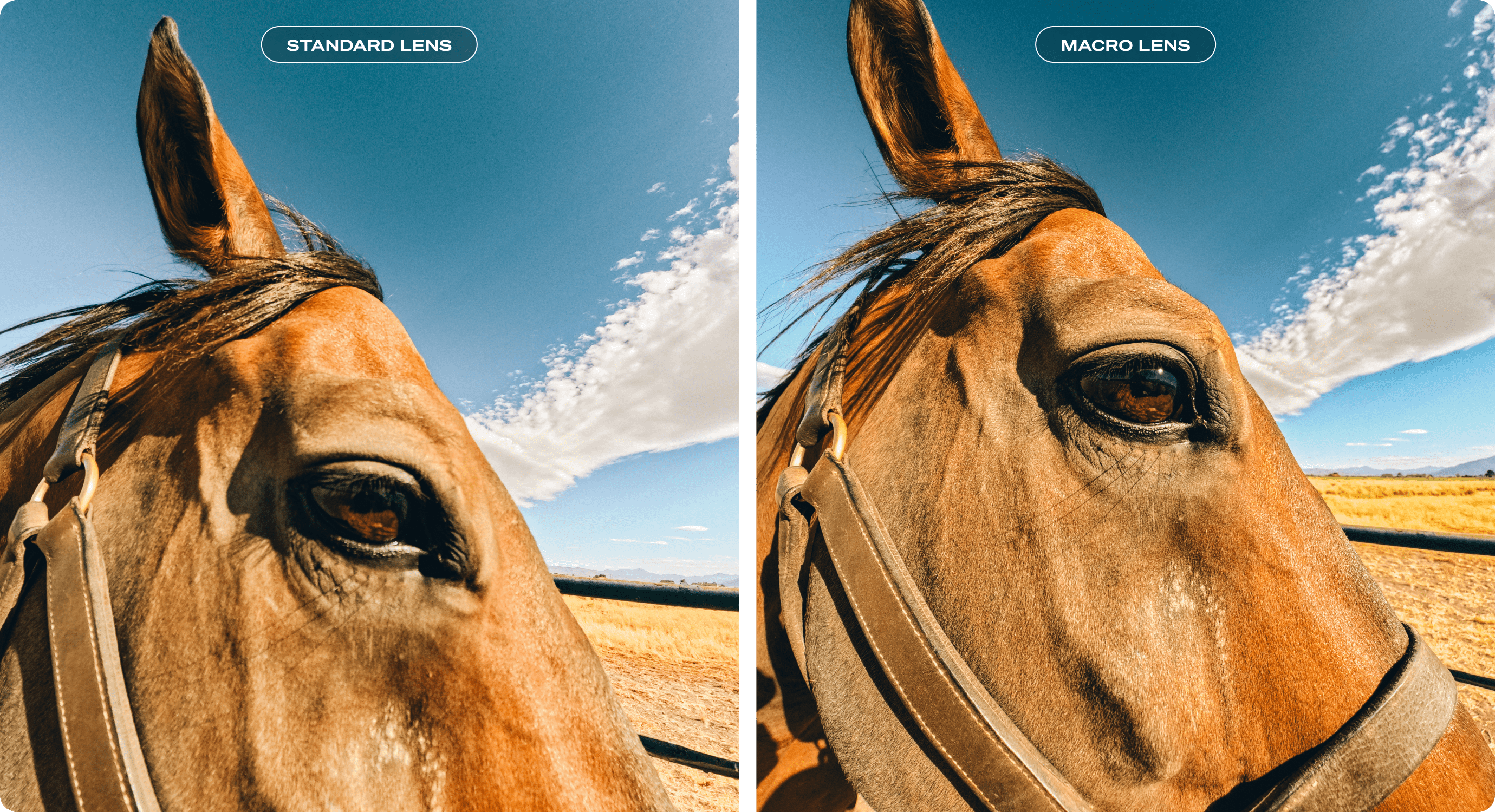 standard lens versus macro lens mod