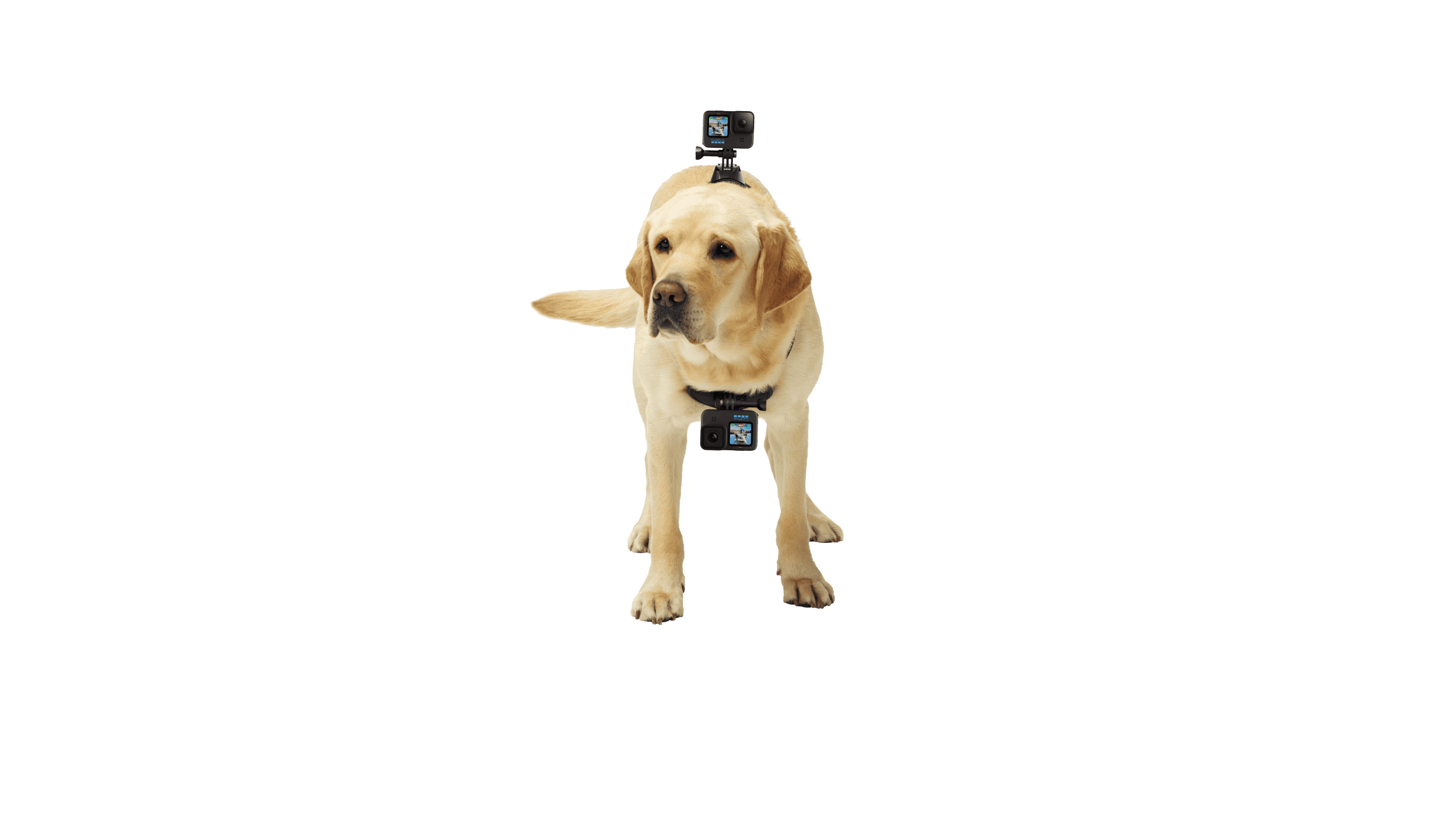 Fetch Dog Harness