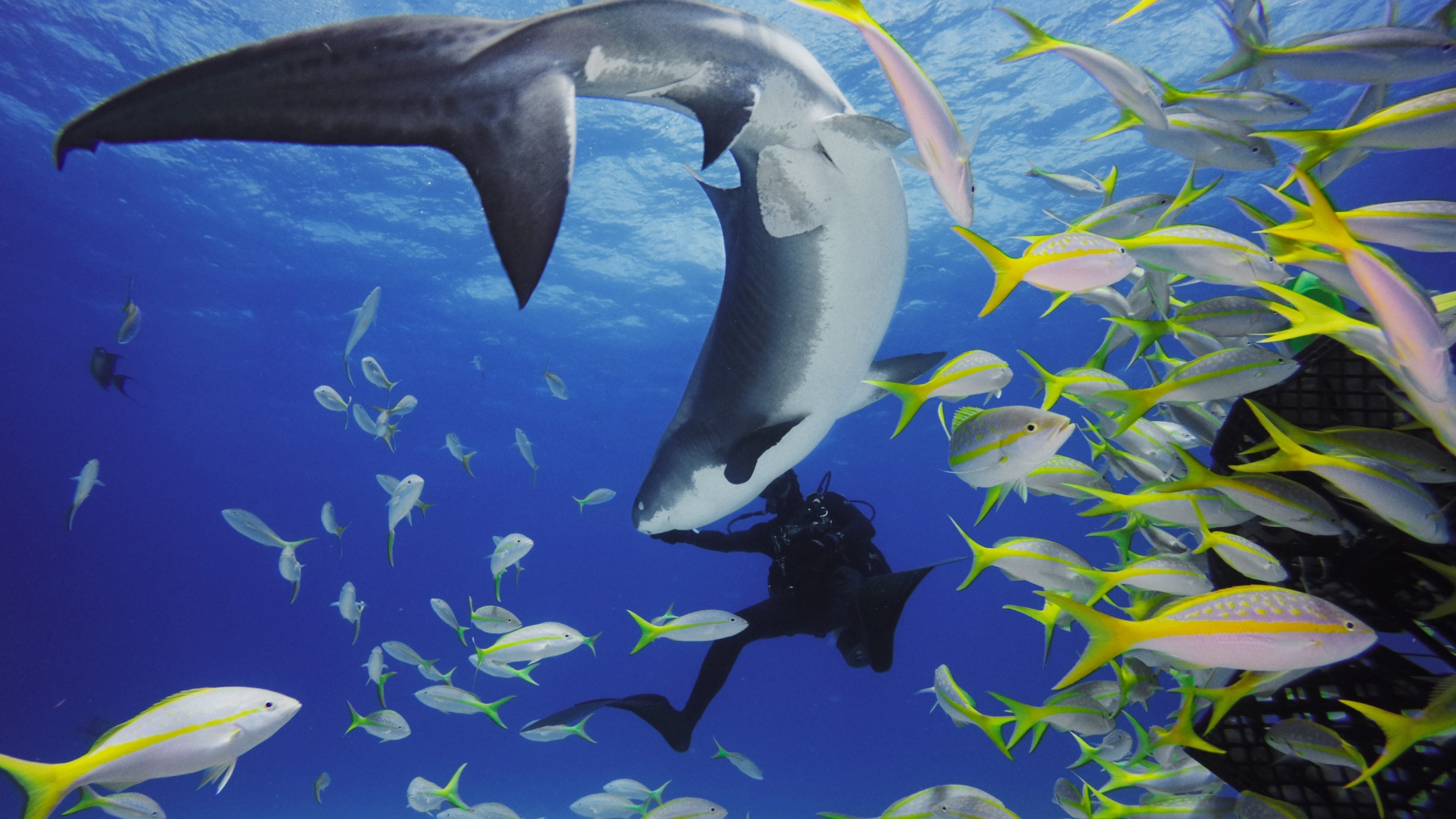 scuba diving using HERO11 Black Mini Dive Housing