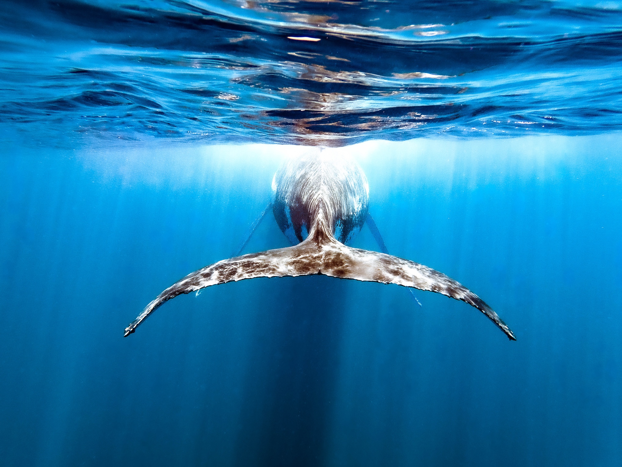 ルンルン gopro here5 From Shadowed Waters to Brighter Seas: Elisa Chan Captures the